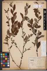 Salix aurita L. x Salix silesiaca Willd.